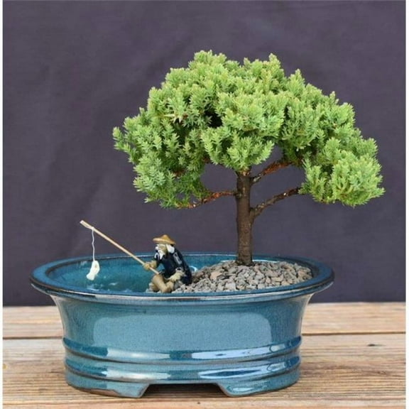Bonsai Boy of York c2076 Upright Bonsai Tree with Land & Water Pot - Juniper Procumbens Nana