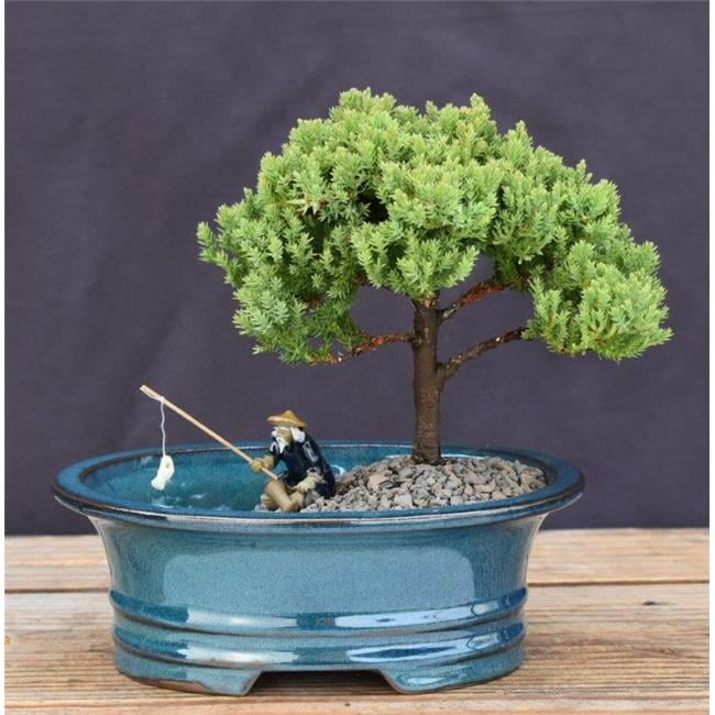 Indoor Bonsai Tree Live Juniper Procumbens Nana Bonsai Tree - 3 Year Old,  7-8" Tall With Land & Water Pot | Small Bonsai Plant Bonsai Tree For  Beginners