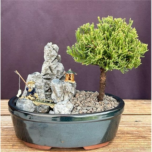 Bonsai Boy of   York c2077 Upright Bonsai Tree with Stone Landscape Scene - Juniper Procumbens Nana