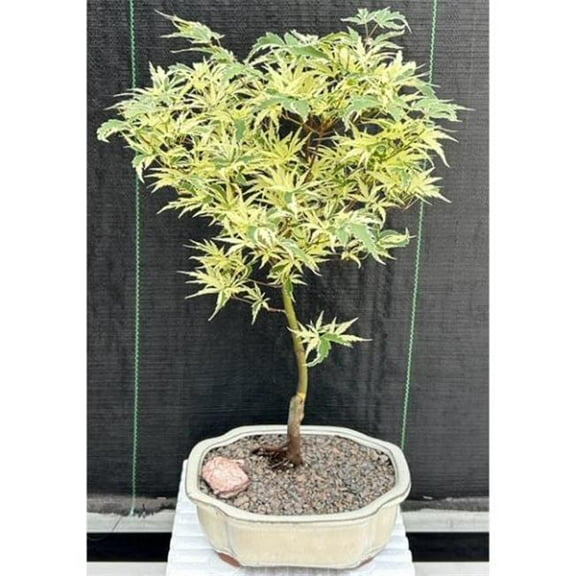Bonsai Boy of   York c2057 Variegated Japanese Maple Bonsai Tree - Acer Palmatum Butterfly