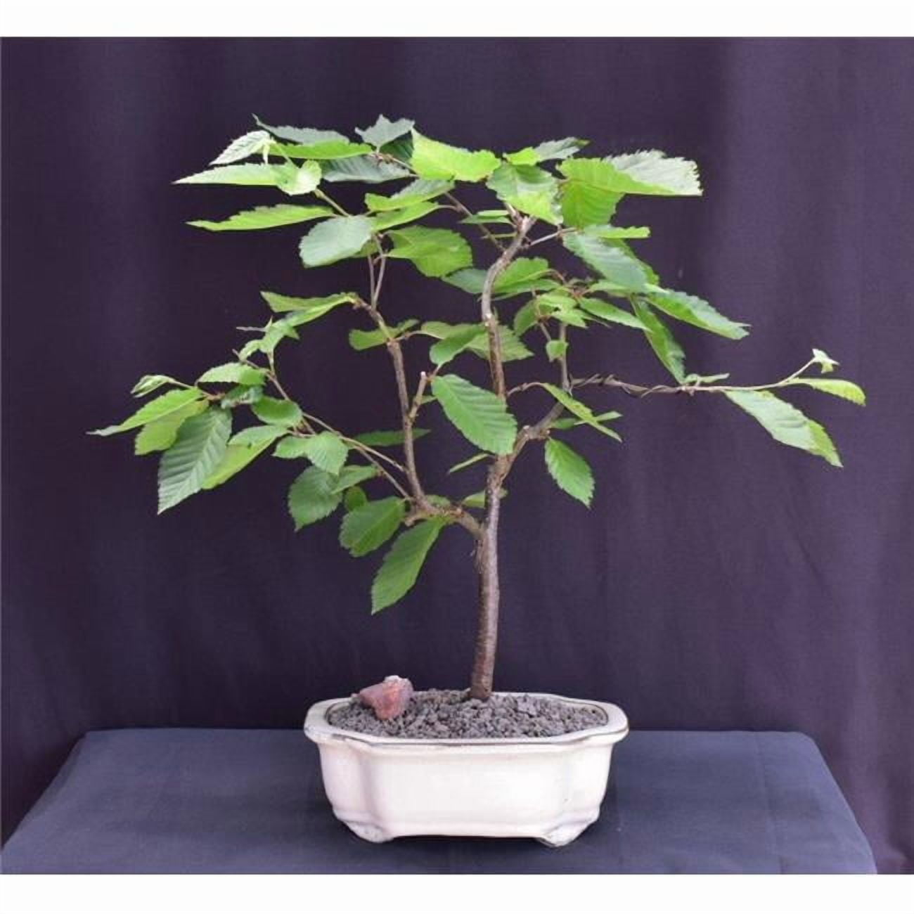 Bonsai Boy of York c2070 Yellow Birch Bonsai Tree - Betula Alleghaniensis -  Walmart.com