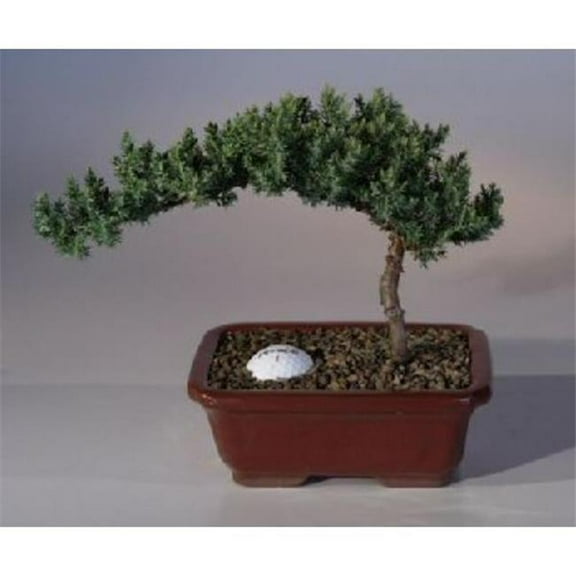 Bonsai Boy of York a1021 Juniper with Fairway Golf Ball Tree - Juniper Procumbens & Nana