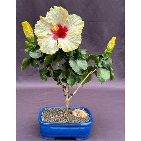 Bonsai Boy of York b2063 Flowering Yellow Tropical Hibiscus Bonsai Tree - Rosa Sinsensis