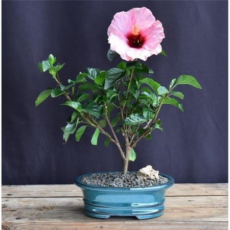 Bonsai Boy of York b2070 Flowering Pink Tropical Hibiscus Bonsai Tree - Rosa Sinsensis