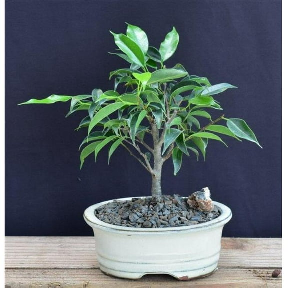 Bonsai Boy of York b2071 Oriental Ficus Bonsai Tree - Small - Ficus Benjamina Orientalis