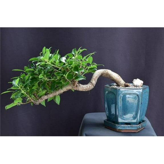 Bonsai Boy of York b2072 Ficus Retusa Bonsai Tree Cascade Style - Ficus Retusa