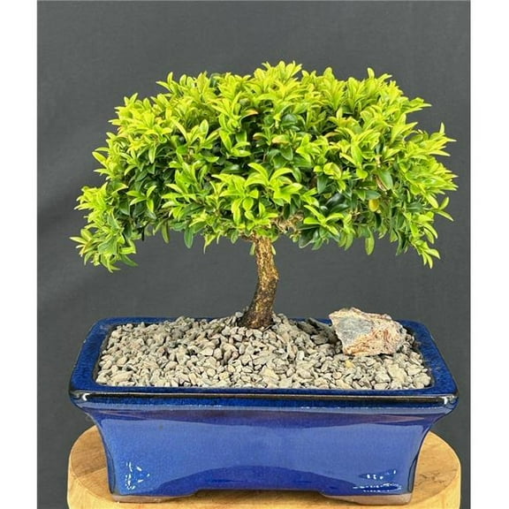 Bonsai Boy of York b2078 7-8 in. Buxus Microphylla Compacta Littleleaf Boxwood Bonsai Tree
