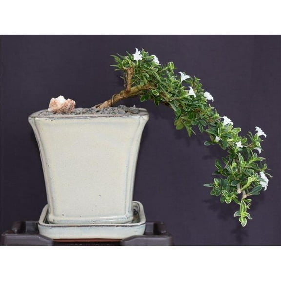 Bonsai Boy of York b2079 Flowering Mount Fuji Serissa Bonsai Tree Cascade Style - Serissa Foetida