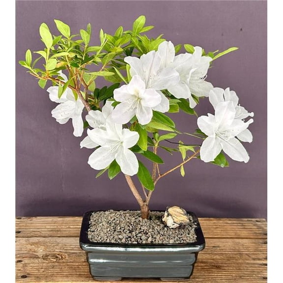Bonsai Boy of   York b2091 13-14 in. Rhododendron Indica Flowering White Mrs.G.G. Gerbing Azalea Bonsai Tree
