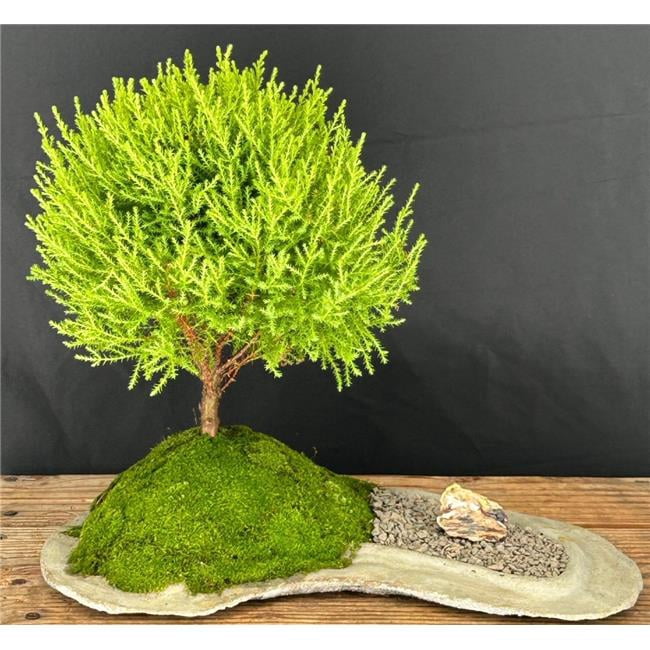 Bonsai Boy of York b2093 12-13 in. Cupressus Macrocarpa Lemon Cypress  Bonsai Tree