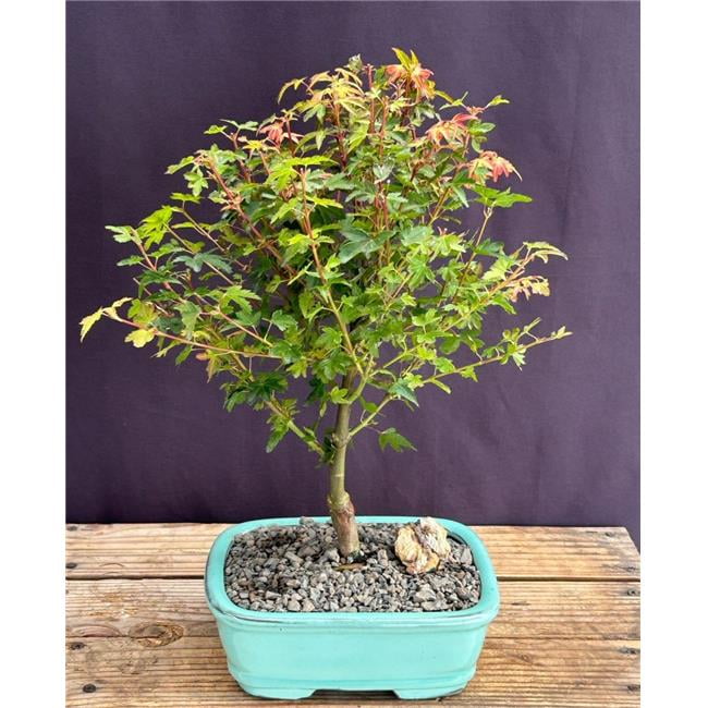 Bonsai Boy of York c2073 Japanese Maple Tree - Acer Palmatum Koto