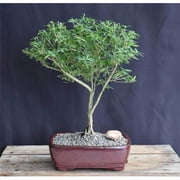 Bonsai Boy of York d1362 Chinese Flowering White Serissa - Large Bonsai Tree of a Thousand Stars - Serissa Japonica