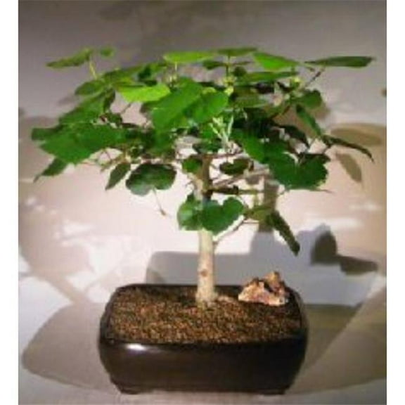 Bonsai Boy of York e3149 Flowering Sea Hibiscus Bonsai Tree - Hibiscus Tiliaceus