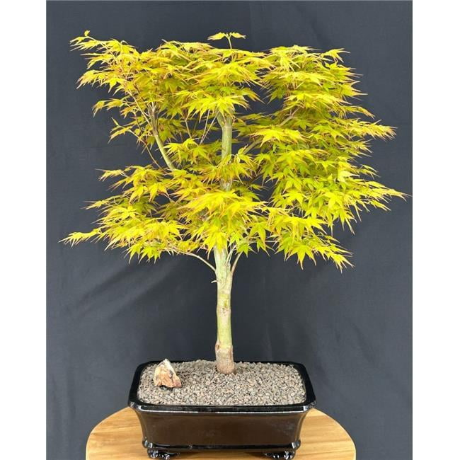 bonsai jena Gorgeous Juniper Bonsai main image 1