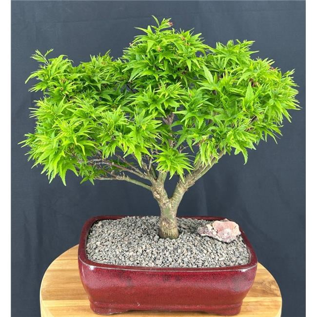 dünger bonsai 20x bonsai Dünger 250ml main image 1