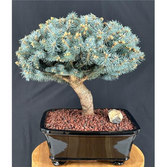 Bonsai Boy of York k9503 16 x 17 x 18 in. Picea Pungens Globosa Dwarf Globe  Blue Spruce Bonsai Tree