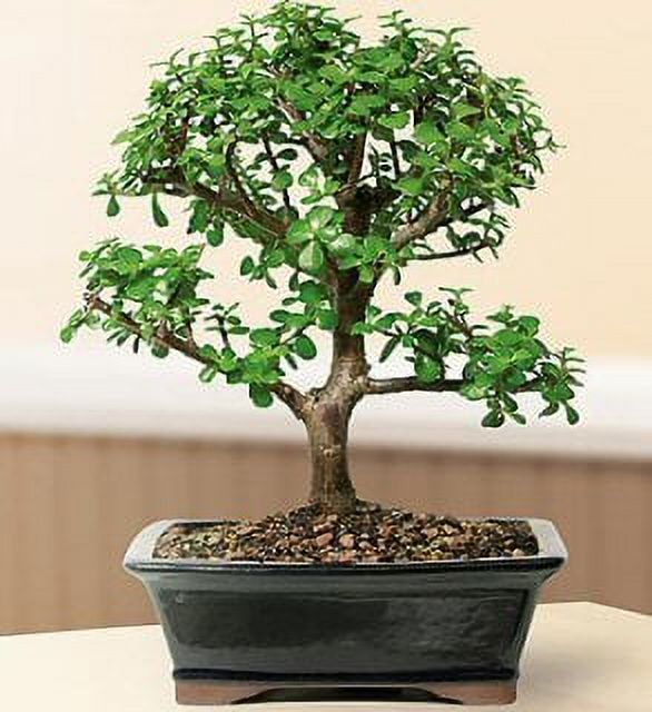 Bonsai Boy's ON THIS TREE Baby Jade Bonsai Tree Large Portulacaria
