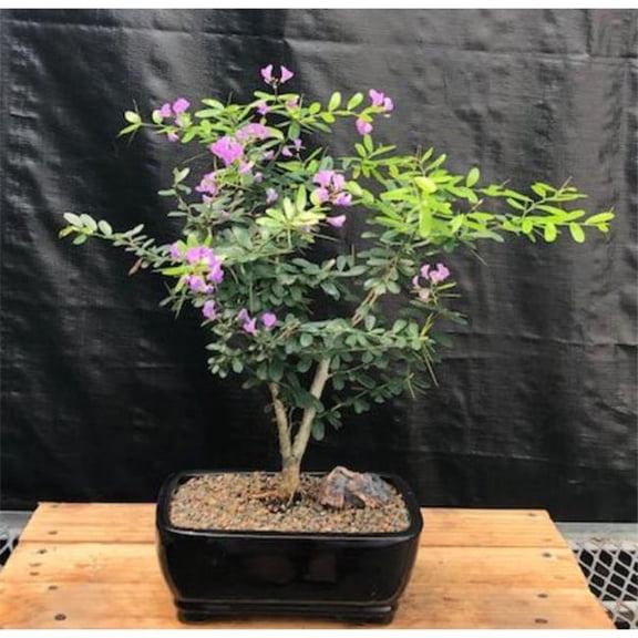 Bonsai Boys b2032 Flowering Desmodium Bonsai Tree - Desmodium Unifoliatum