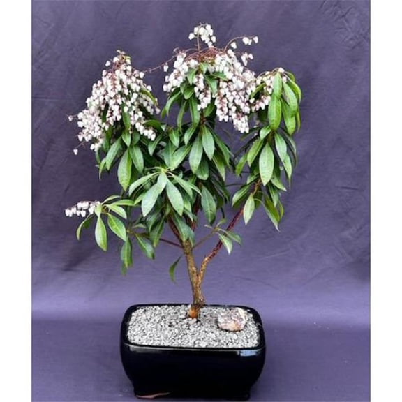 Bonsai Boys c2065 Flowering Mountain Fire Japanese Andromeda Bonsai Tree - Pieris Japonica Mountain Fire
