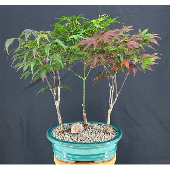 Bonsai Boys c2082 Japanese Maple Bonsai Tree with Three Tree Forest Group - Acer Palmatum