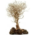 thumbnail image 1 of Bonsai Driftwood Aquarium Natrual Tree Fish Tank Decoration 5-in-BSS, Helps Balance Water pH Levels, Stabilizes Environments, 1 of 3