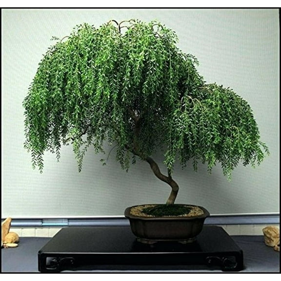 Bonsai Dwarf Weeping Willow Tree Cutting - Excellent Bonsai Tree -Mature Look Fast