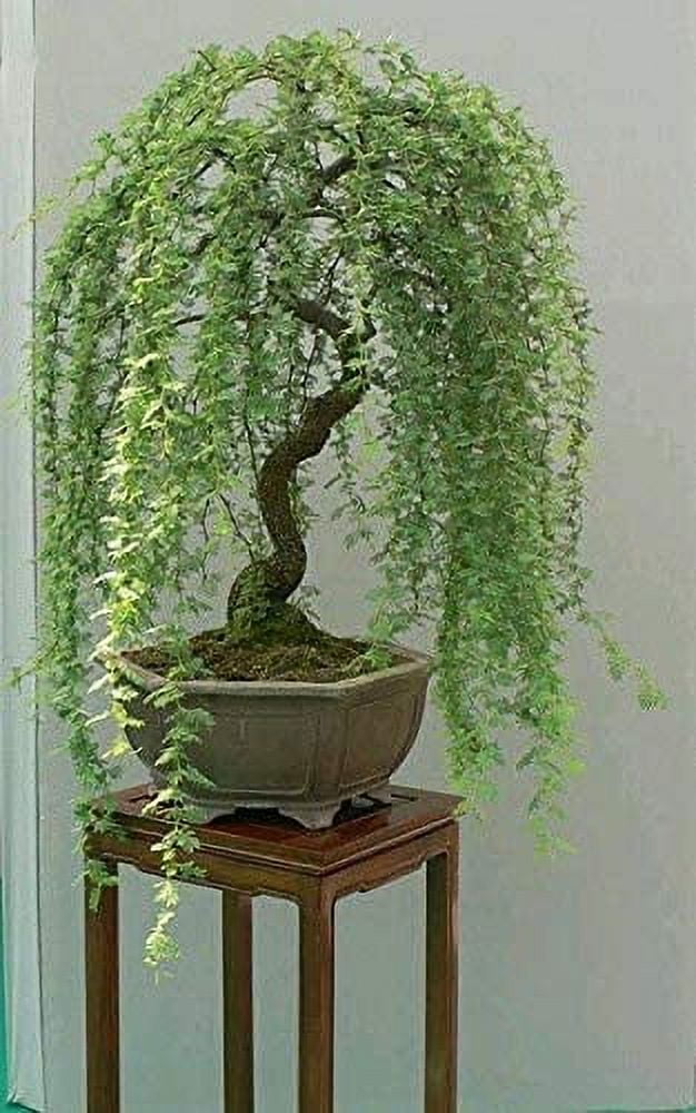 Green Weeping Willow Bonsai Tree Cutting with Thick Trunk