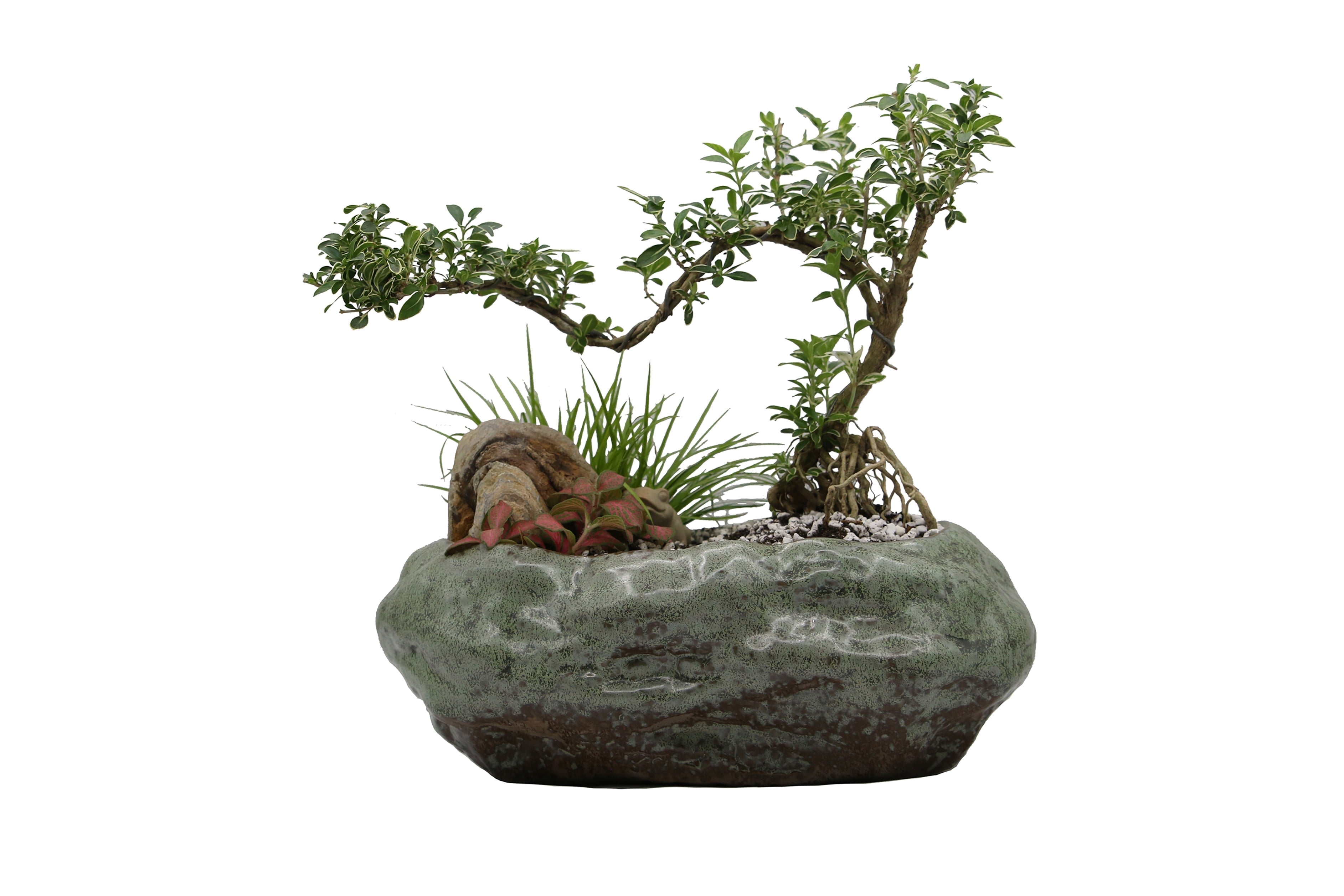 Cotta Planters Bonsai Lotus Pot, 10.25" Large Water Plant or Succulent Bowl, No Drainage Hole, Premium Ceramic with Copper Patina Glaze