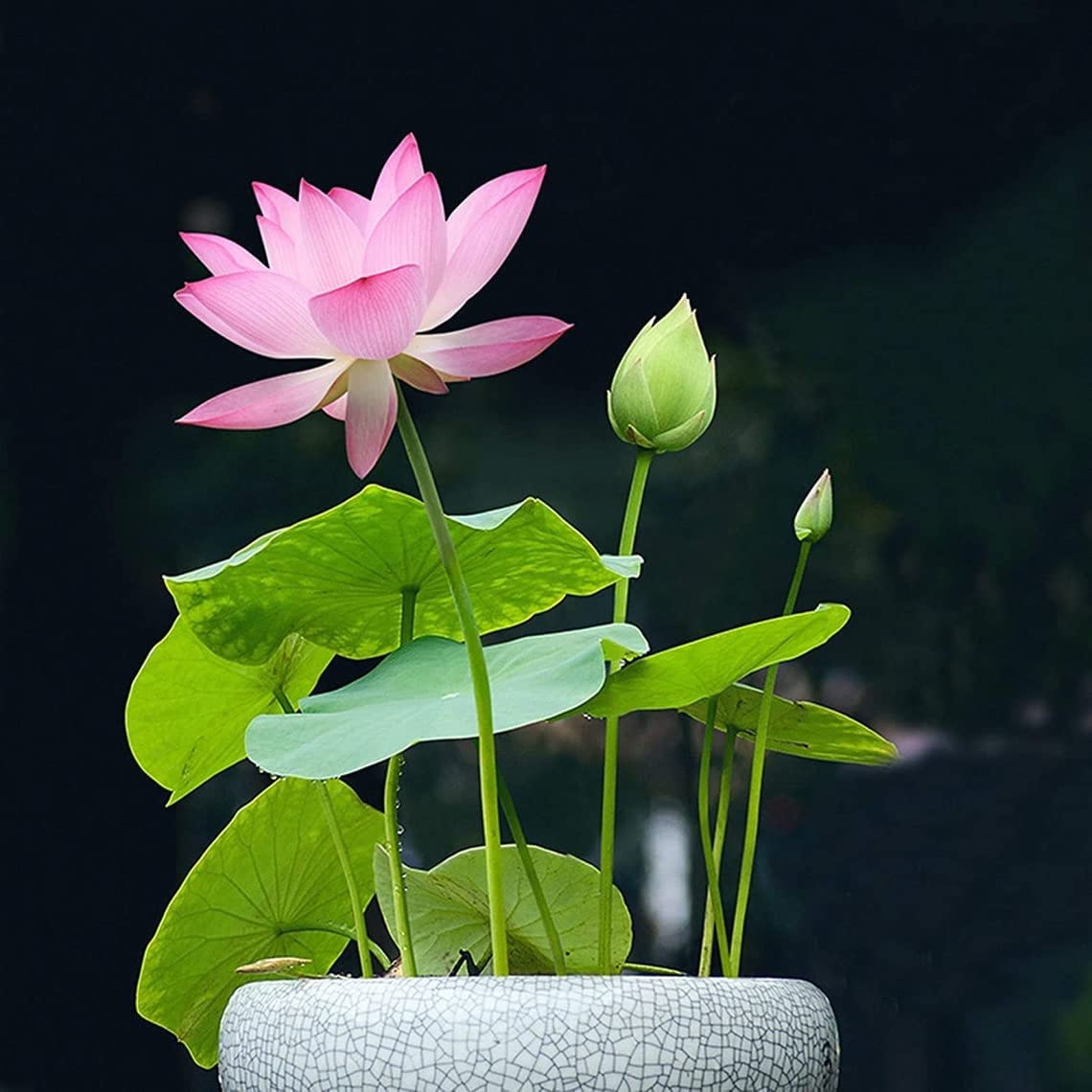 Bonsai Lotus Seeds for Planting 10 Seeds Beautiful Flowering