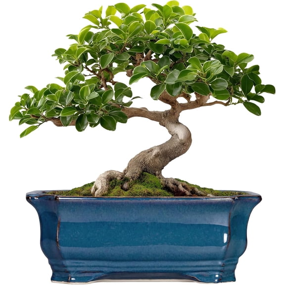 Bonsai Pots 11.6 Inch - Ceramic Succulent Pots with Drainage Hole, Rectangular Planter for Indoor Outdoor, Decorative Ceramic Flower Pot, Home Garden Room Decor, Plant Lover Gifts, Retro Blue