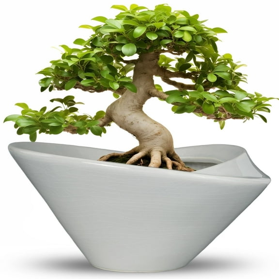 Bonsai Pots 13 inch - Large Ceramic Succulent Pots with Drainage Modern Pot for Outdoor Plants Bonsai & Succulent Gardens Gray