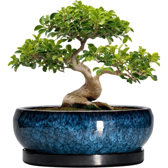 Bonsai Pots - 13 Inch Ceramic Succulent Pots for Indoor Outdoor, Large Succulent Planter with Drainage Hole and Saucer, Round Shallow Flower Planters, Porch Decor, Gardening Gifts, Blue