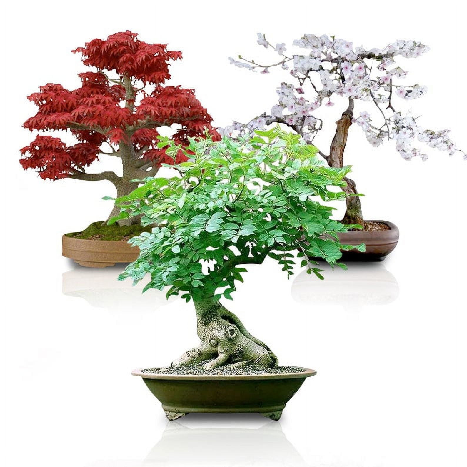Bonsai Seed Bundle #3 - Japanese Red Maple, Black Cherry, Tree of Life Seeds  Bundle - Walmart.com