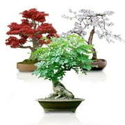 Bonsai Seed Bundle #3 - Japanese Red Maple, Black Cherry, Tree of Life Seeds Bundle