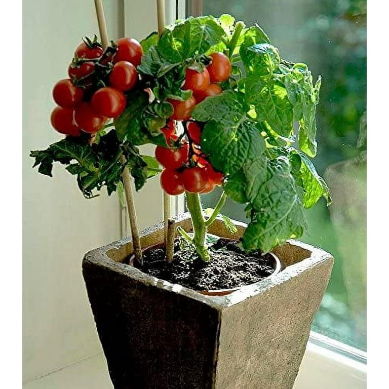 TIN TOM CZ Grain 50 Bonsai Tiny Tim Tomato Seed, Edible and Non-GMO
