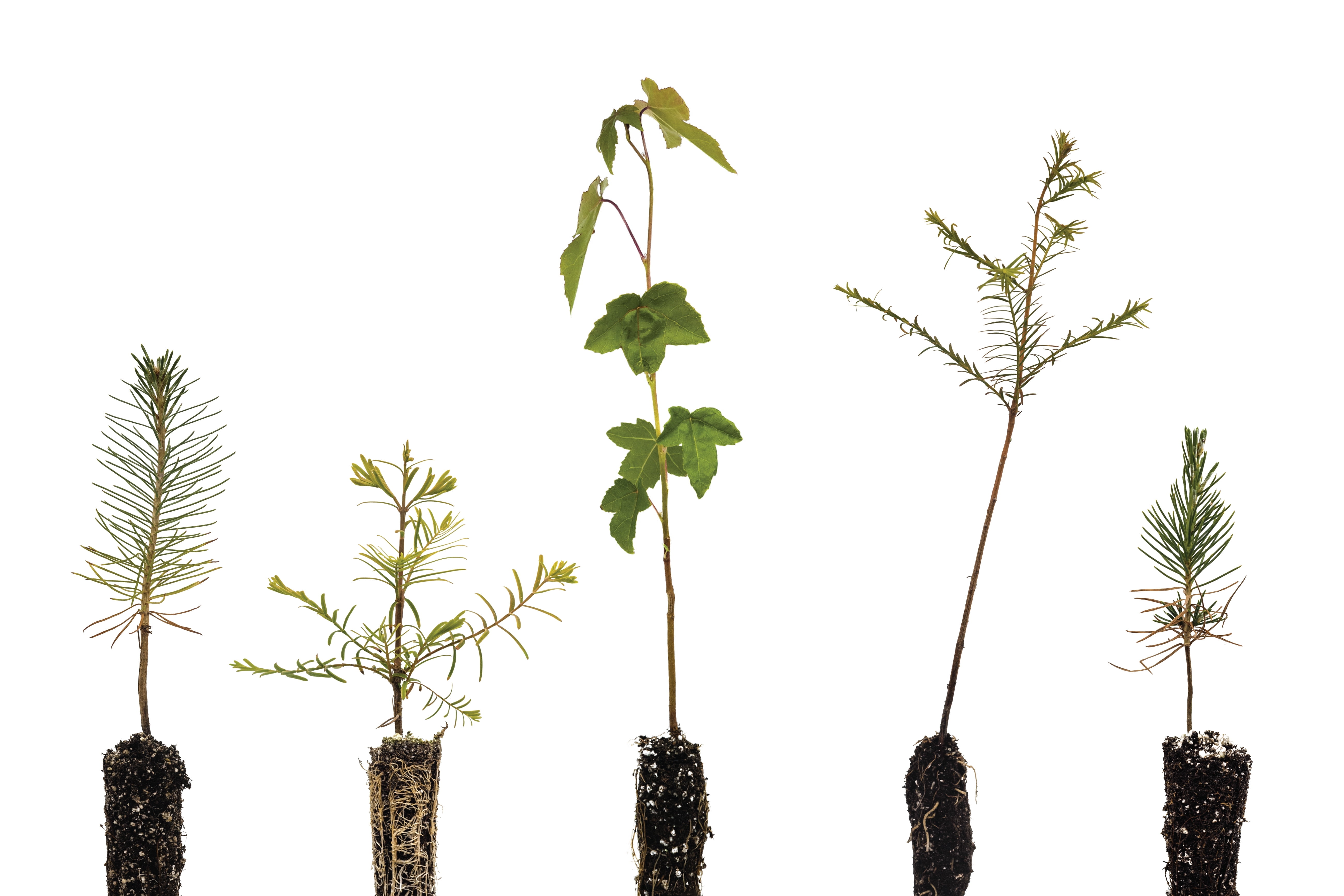 Bonsai Tree Bundle with 5 Live Evergreen Seedlings