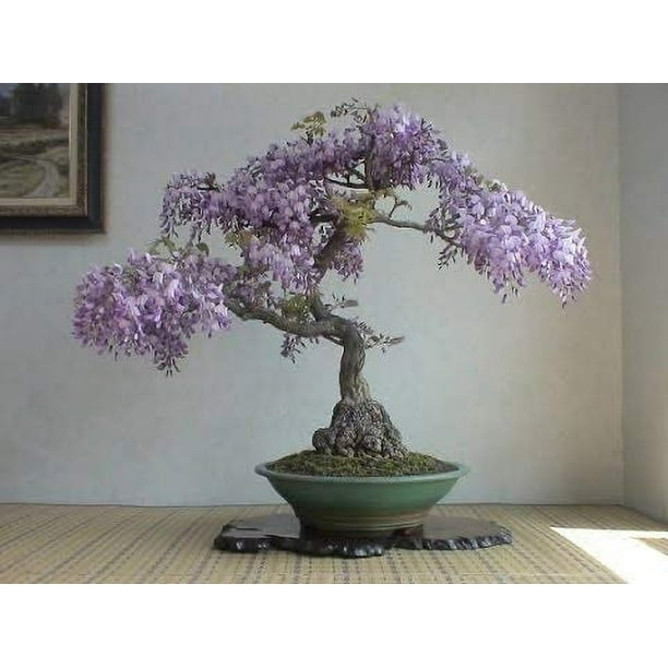 Weeping Wisteria Bonsai Tree Seeds for Planting - 10 Seeds