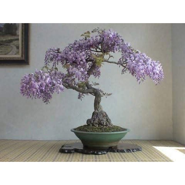 Bonsai Tree Chinese Wisteria Tree Seeds, 10 Pack Highly Prized