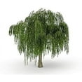 Bonsai Tree Dwarf Weeping Willow Live Plant Best Gift Houseplant Indoor