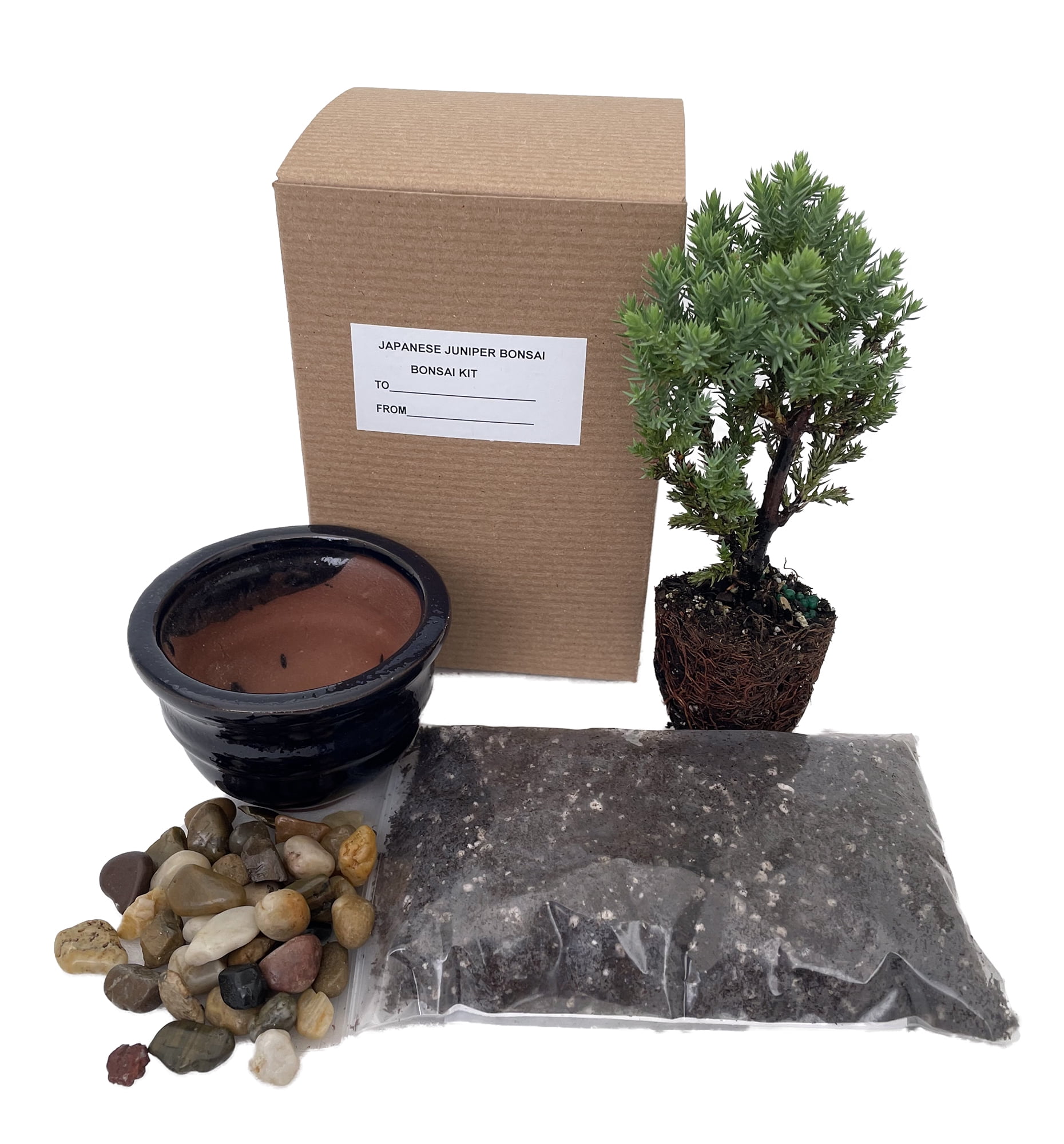 Bonsai Tree Gift Kit plus Live Japanese Juniper Tree Ceramic Bonsai