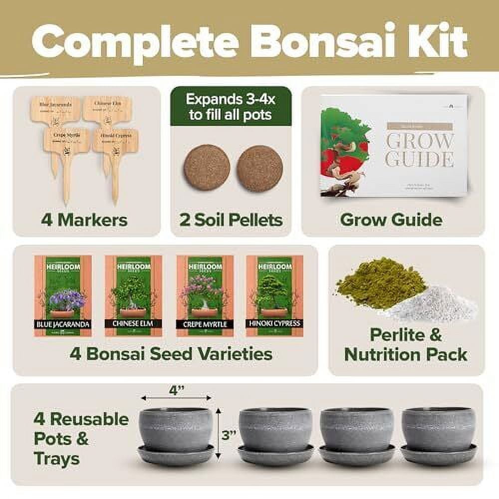 Preserved Bonsai Tree 2 X Bonsai Tree Kits, Grow 6 Of Your OWN Bonsai  Trees. £12.95 Each. 2 For £20.00 | UK Bonsai Tree Live