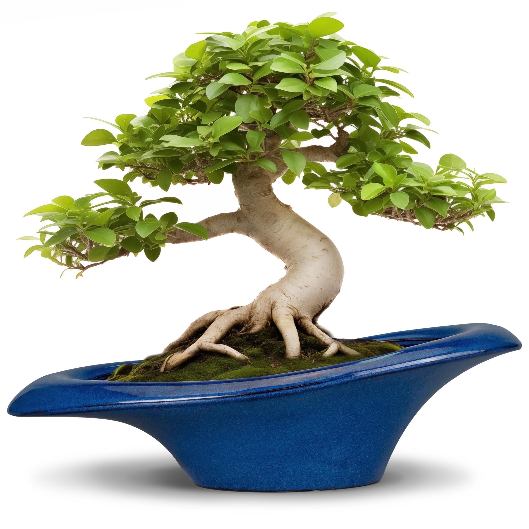 floating bonsai pot Magnetic Floating Levitating Pot Plant – Rotating Air Bonsai Planter- 360° Levitating Planter- Modern Home & Office Décor Style 1
