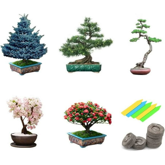 Bonsai Tree Seeds 5 Varieties of Non GMO Heirloom Bonsai Seeds Starter, Blue Spruce, Black Pine, Sakura Seeds, Redwood Tree, Flame Tree, 5pcs Plant Markers