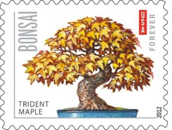Bonsai Trident Maple Canvas Art - US POSTAL SERVICE (22 x 28)