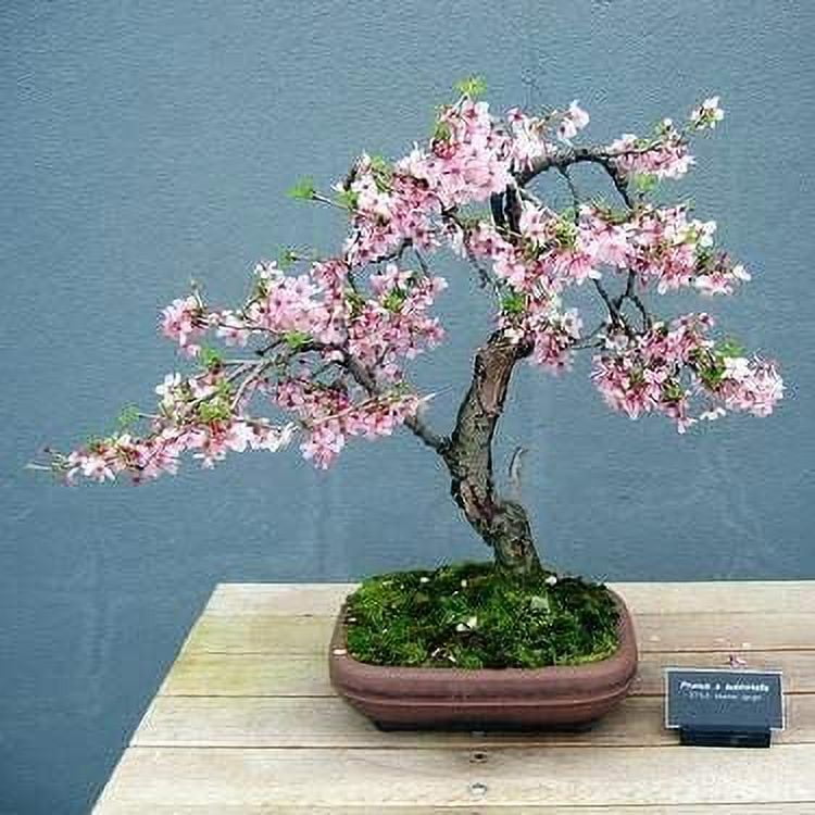 Bonsai Weeping Cherry Tree Seeds for Planting 10+ Seeds Highly
