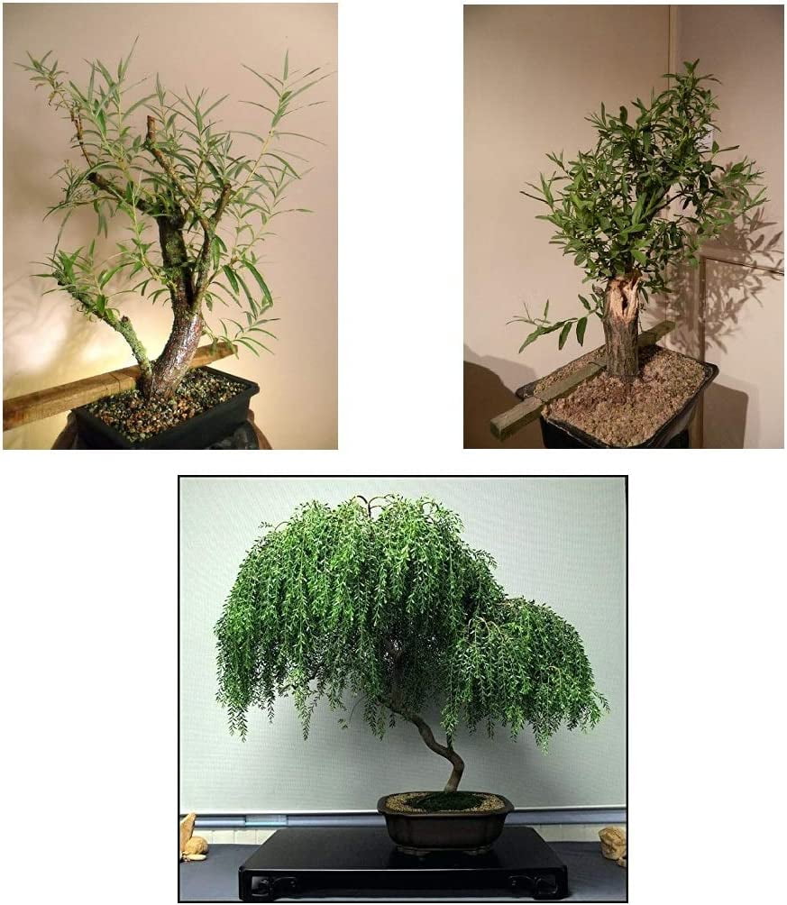 3 Variety Bonsai Willow Tree Bundle Dwarf Weeping, Globe, Black Willow Trees Indoor/Outdoor