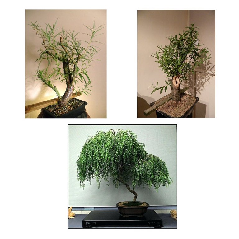 Live Dwarf Australian Weeping Willow Bonsai Tree Fast, 48 OFF