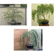 Bonsai Willow Tree Bundle - 3 Large Trunk Bonsai Tree Cuts - Get one Each Weeping, Australian, Dragon - Ready to Plant - Indoor/Outdoor Bonsai Trees