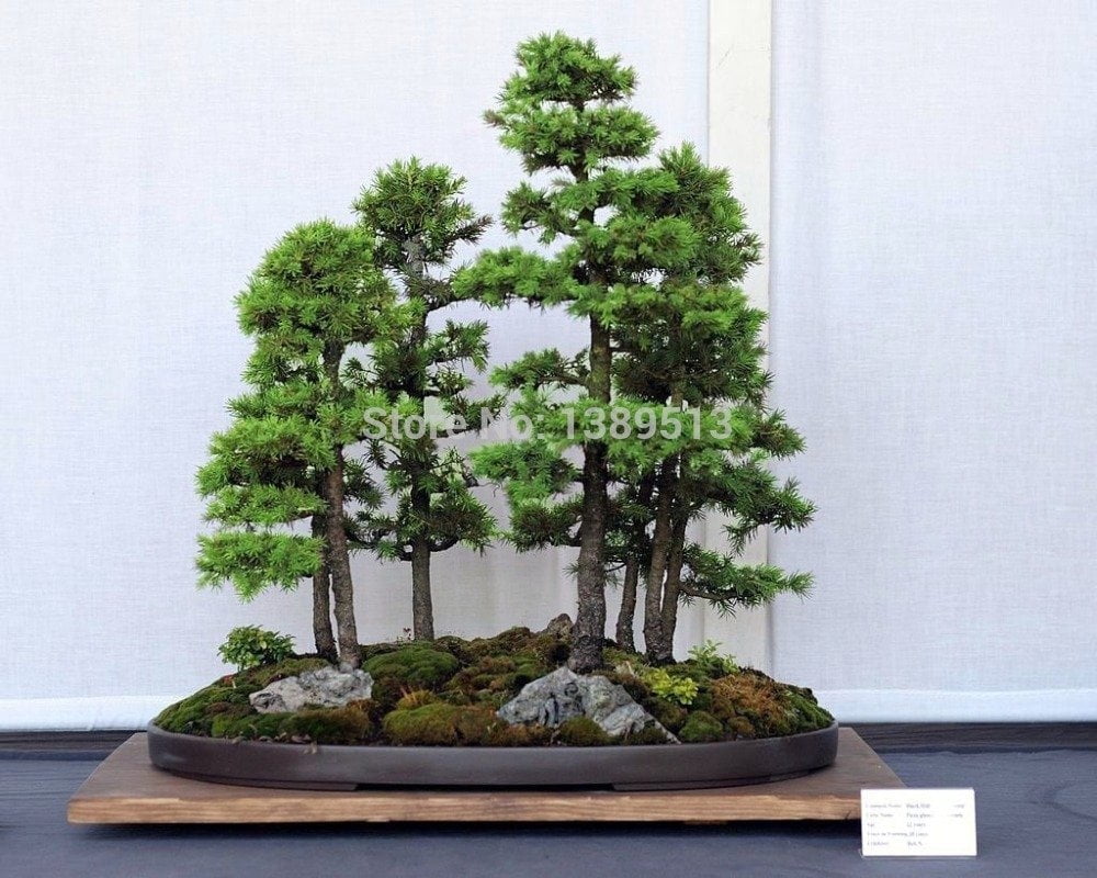 styrax japonica bonsai Japanese Snowbell Bonsai Tree  Bella Bonsai Nursery