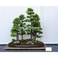 thumbnail image 1 of Bonsai seeds 50 pcs Japanese White Spruce Pine, Pinus parviflora, Tree Seeds Bonsai Evergreen DIY Home gardening, 1 of 3